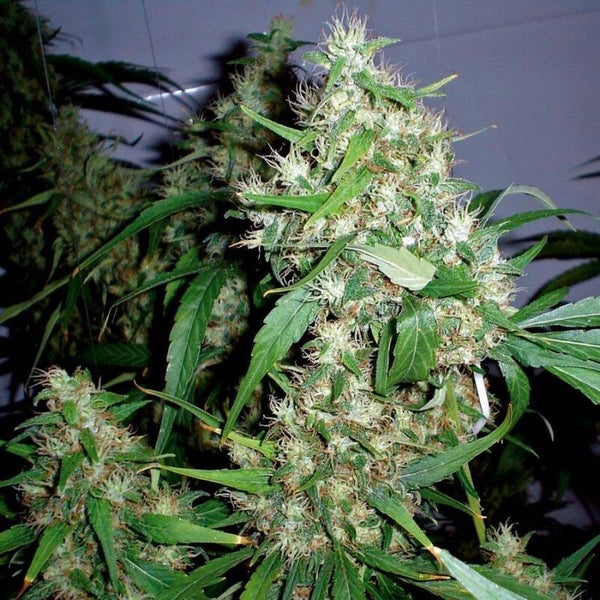 Critical Kush