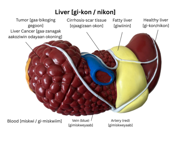 Liver Model