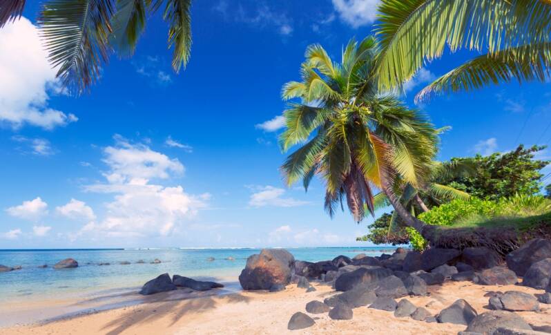 Beach with palm trees in Kauai, Hawaii