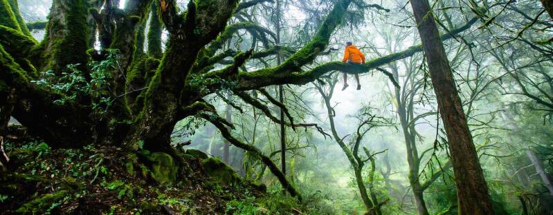 Forest with a traveler sitting on a high branch of a tree.