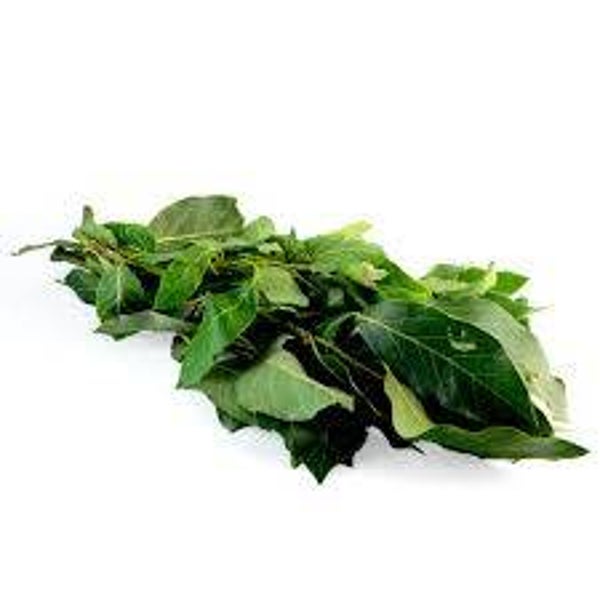 MANOJO DE HOJA AGUACATE (1PZ)