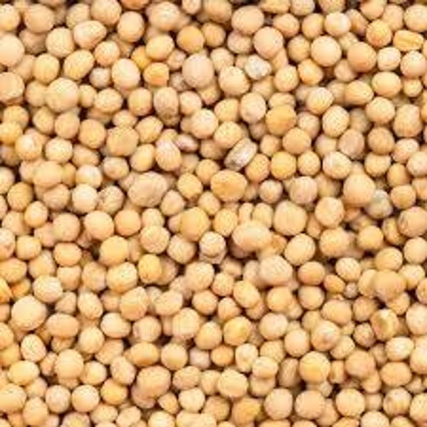 SEMILLA DE MOSTAZA BLANCA (0.100GMS)