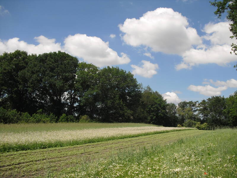 cimg1215-standard.jpg