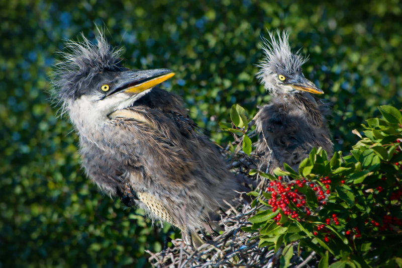 baby-heron-standard-nre6ys.png