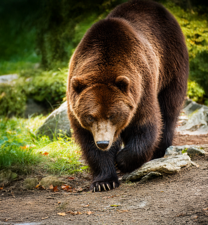 bear-standard-d2wt42.png