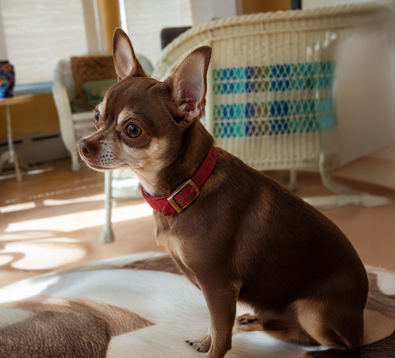 chihuahua-standard-ds5vdg.png