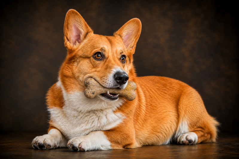 corgi-standard-tb6qd5.png