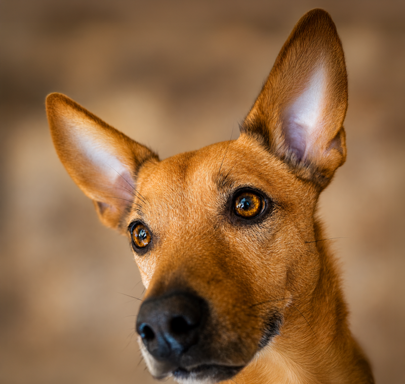 cork-ears-standard-vsjuap.png
