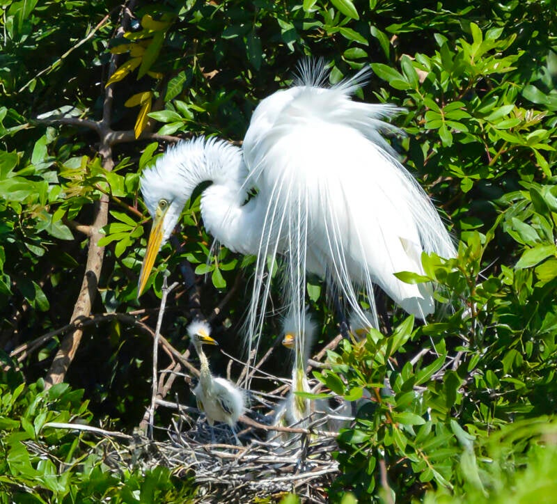 egret-babies-standard.jpg