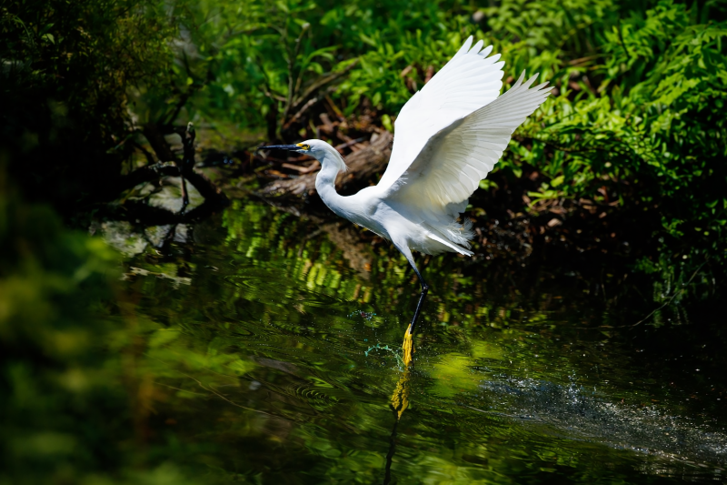 egret-flight-standard-1thmhf.png