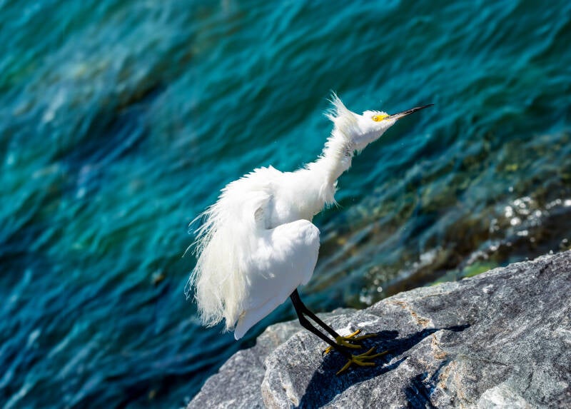 egret-shaking-best-book-standard.jpg