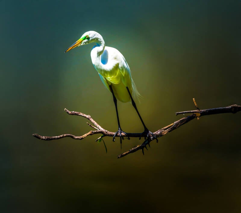 egret-sideview-3-1-of-1-copy-2-standard.jpg