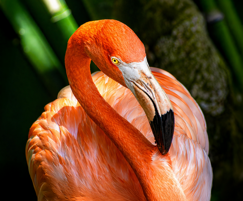 flamingo-standard-1jr8ya.png