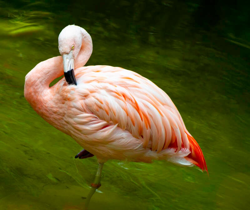 flamingo-standard.jpg