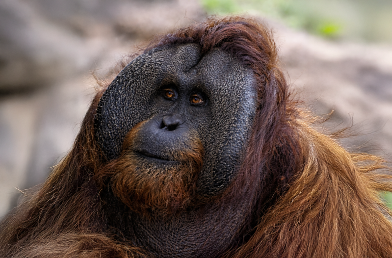 gelada-baboon-standard.png