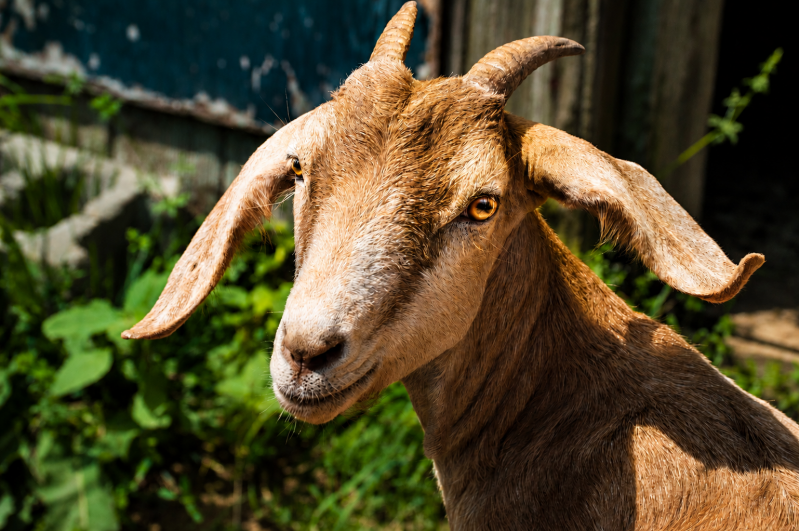 goat-standard-l52f5p.png