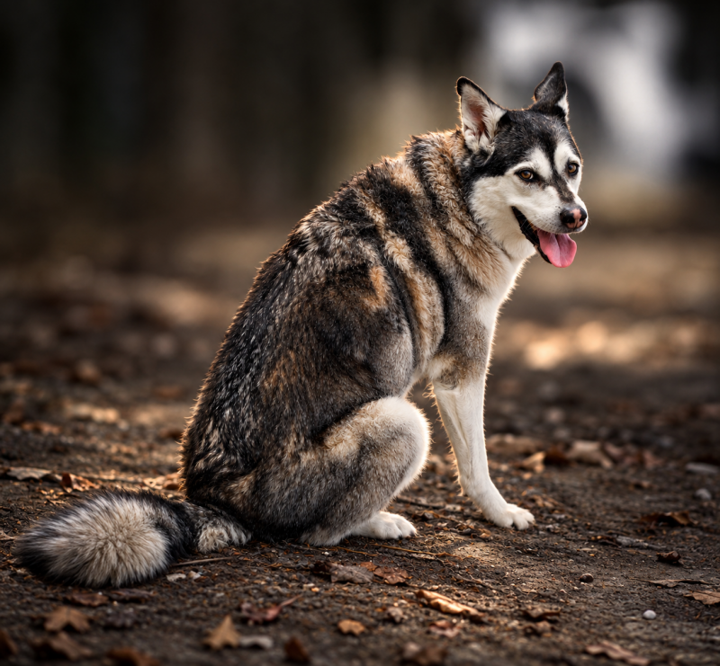 husky-earthy-standard.png