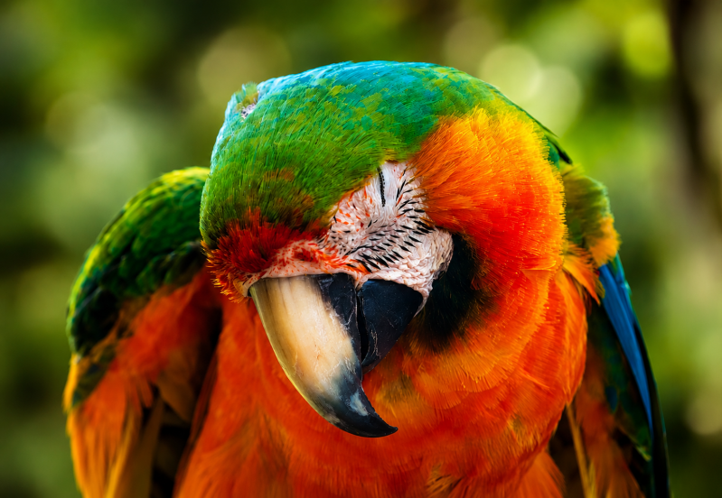 mccaw-standard-f82ez2.png