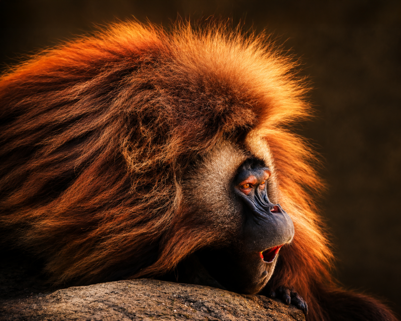 orangutan-standard-44wgjn.png