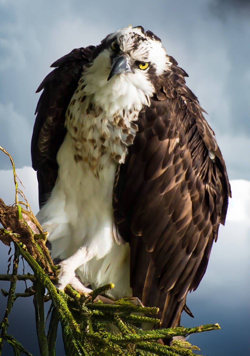 osprey-branch-standard-is5517.jpg