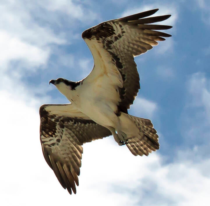 osprey-flight-2-standard.jpg