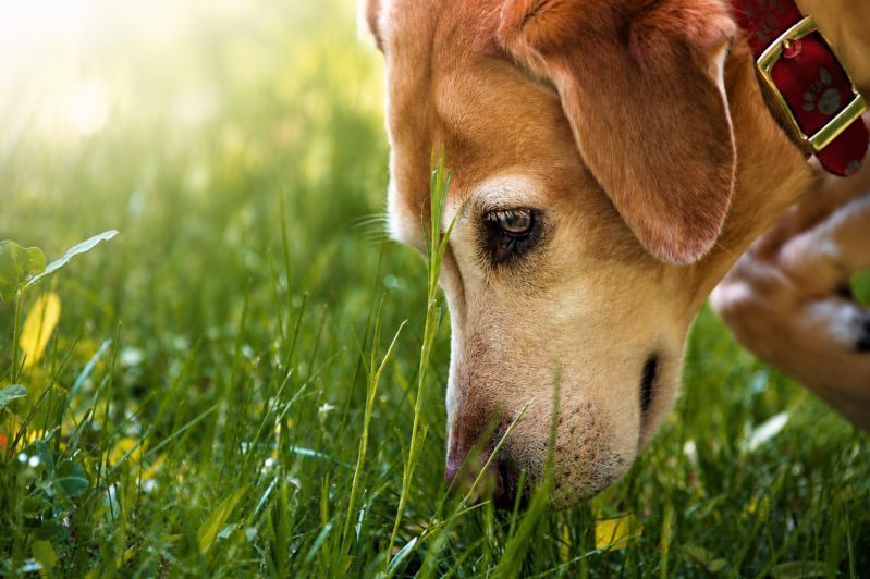 ray-grass-standard-lktrb1.png