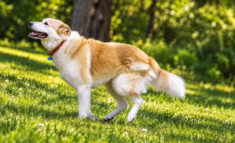 running-dog-good-standard.png