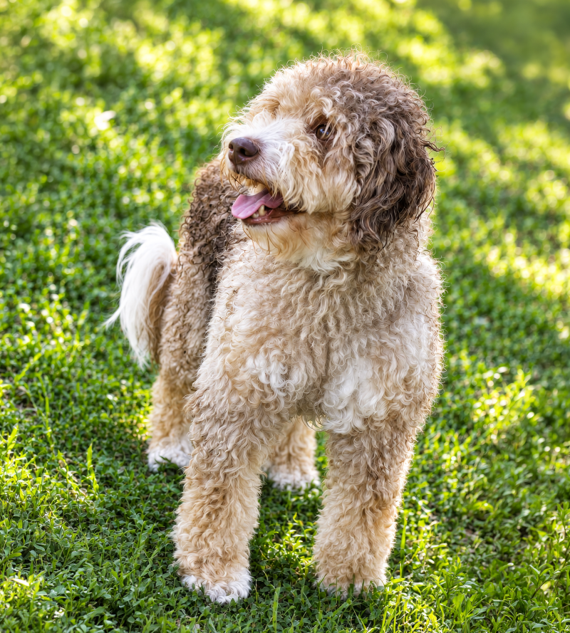 scout-woodmere-standard.png
