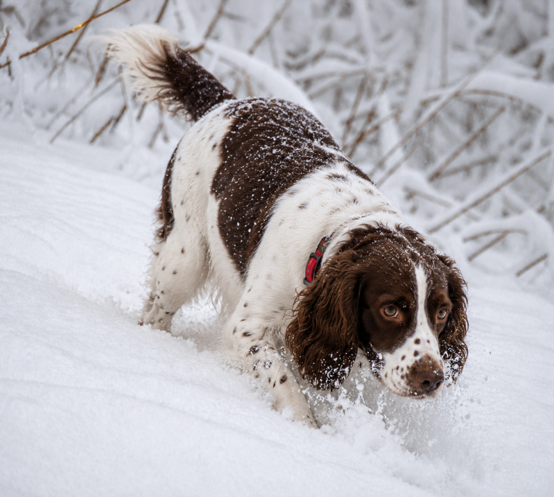 springer-snow-standard-6f28de.png