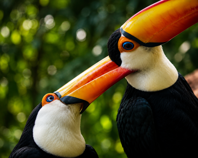 toucan-pair-standard-hqrmta.png