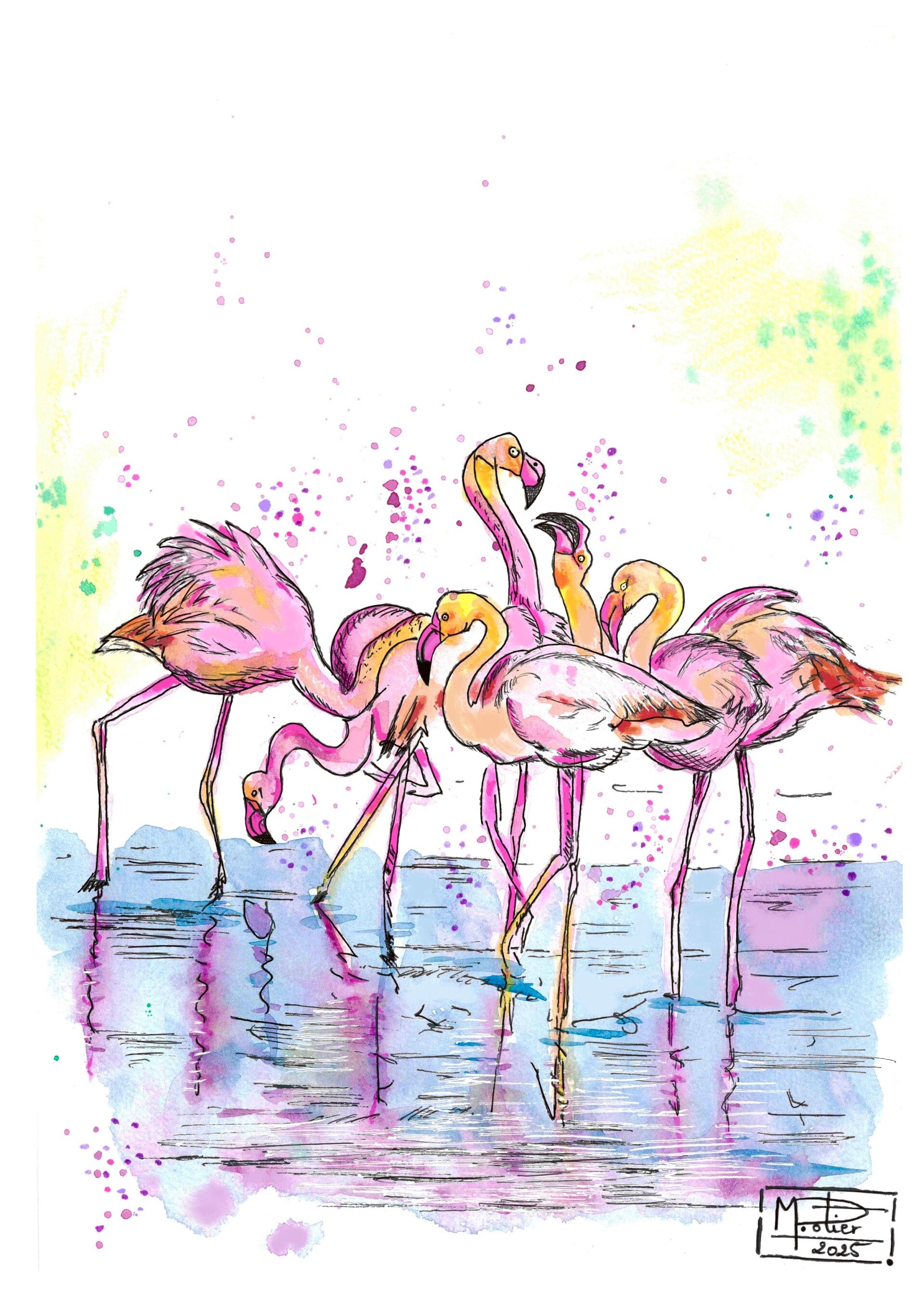 Les flamands roses
