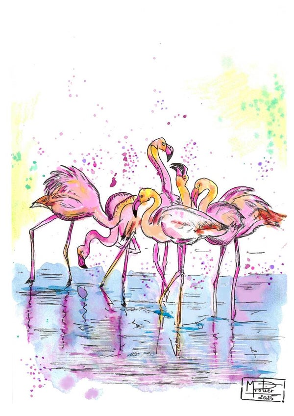 Les flamands roses