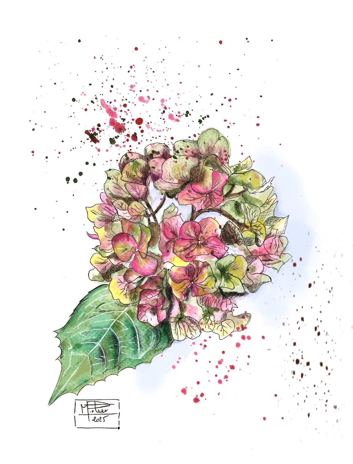Hortensia