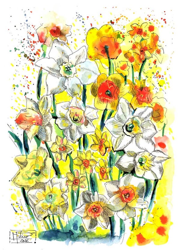 Les jonquilles