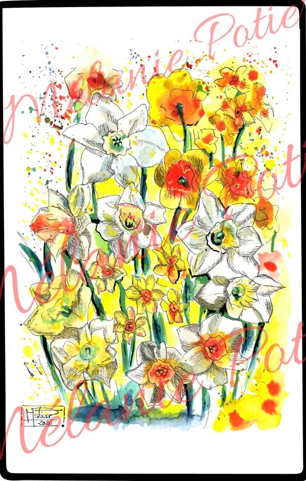 Les jonquilles