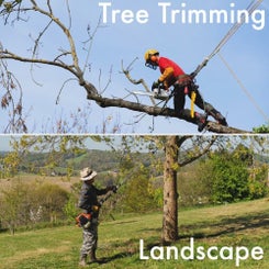 treevslandscape1000-1.jpeg