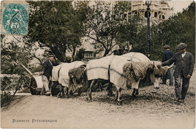 Attelage de boeufs à Biarritz fin du XIXe siècle