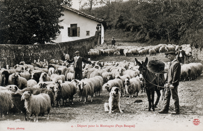La transhumance au Pays Basque