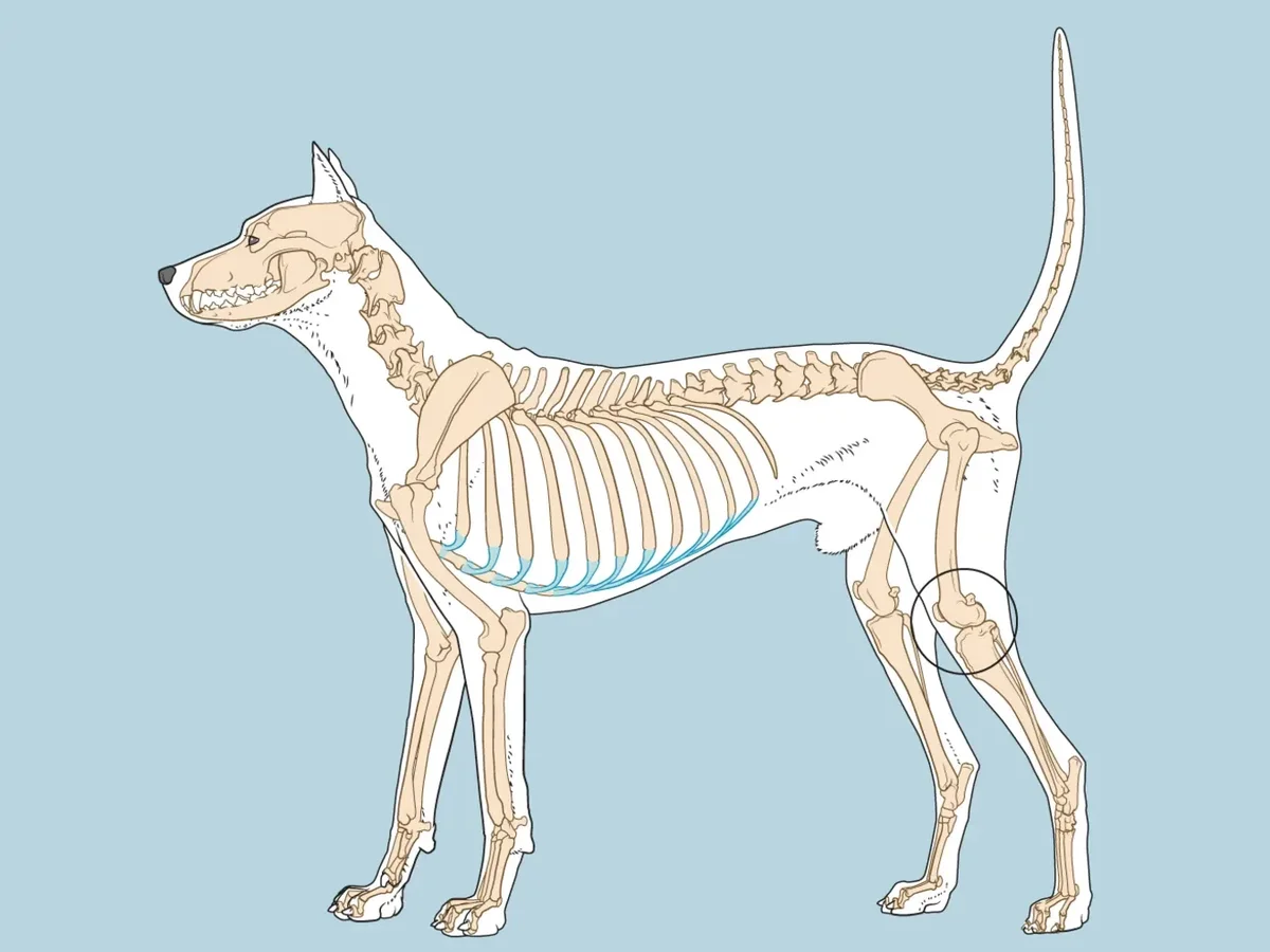 Patella luxatie bij de hond