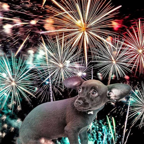 Start 21 september 2026 - Vuurwerk - Angst bij honden Online module