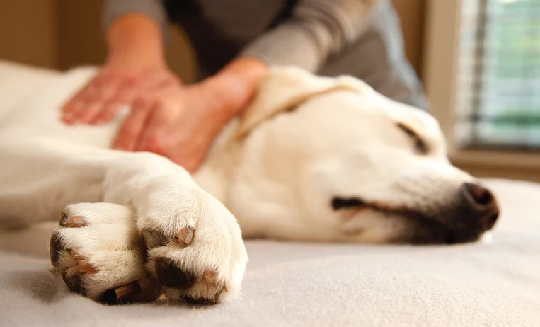 Senior Consult – Zorg en comfort voor je oudere hond