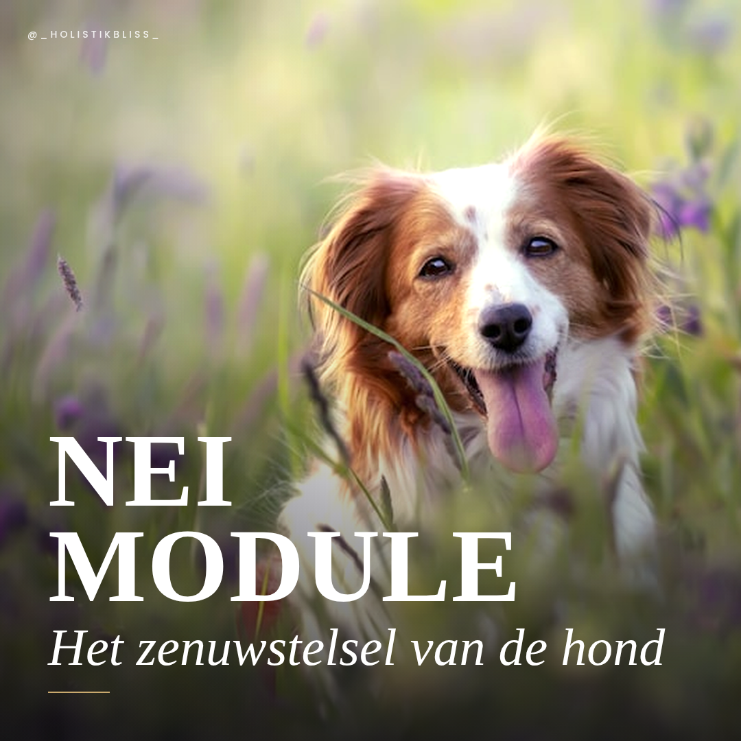 Het Zenuwstelsel van de Hond