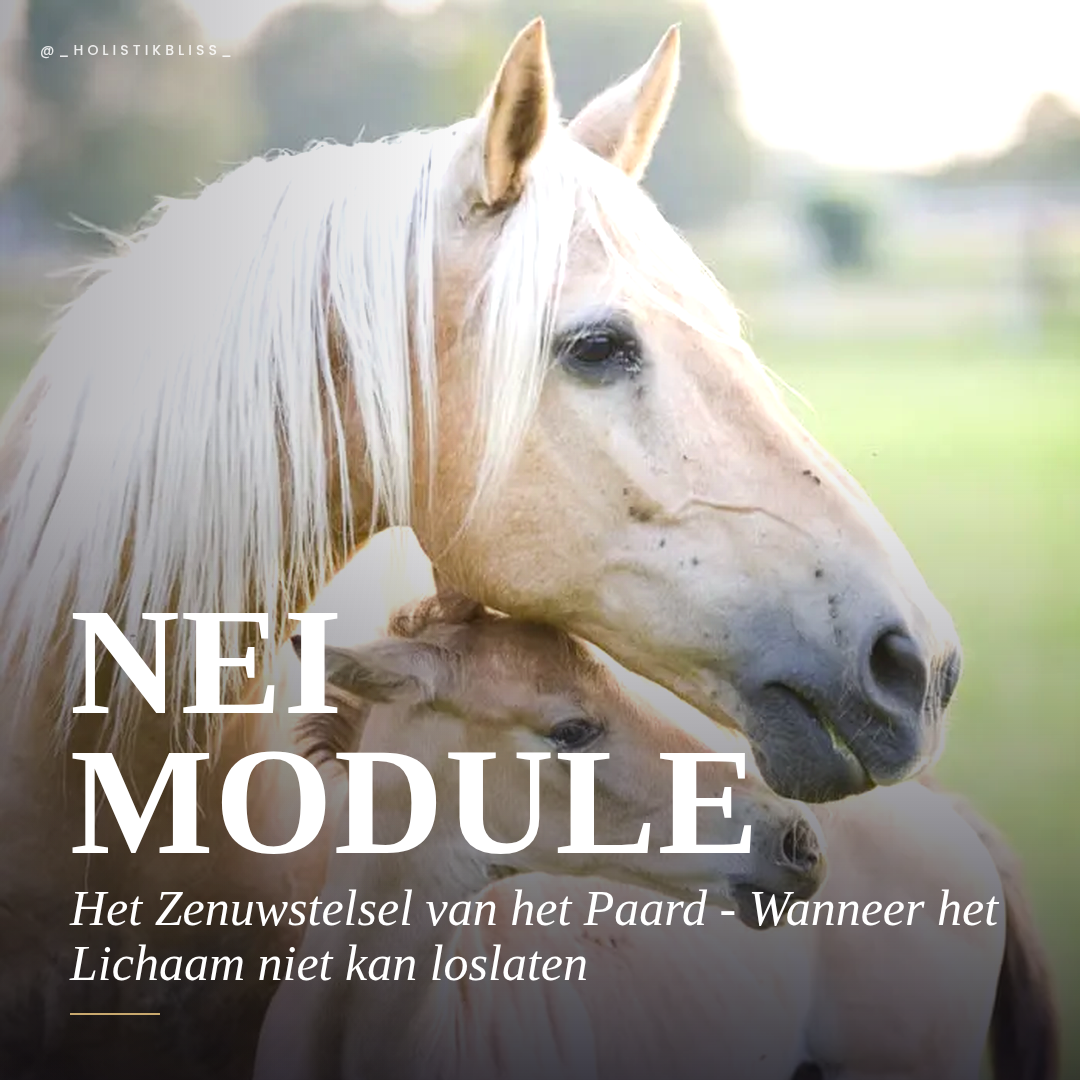 Zenuwstelsel Paarden