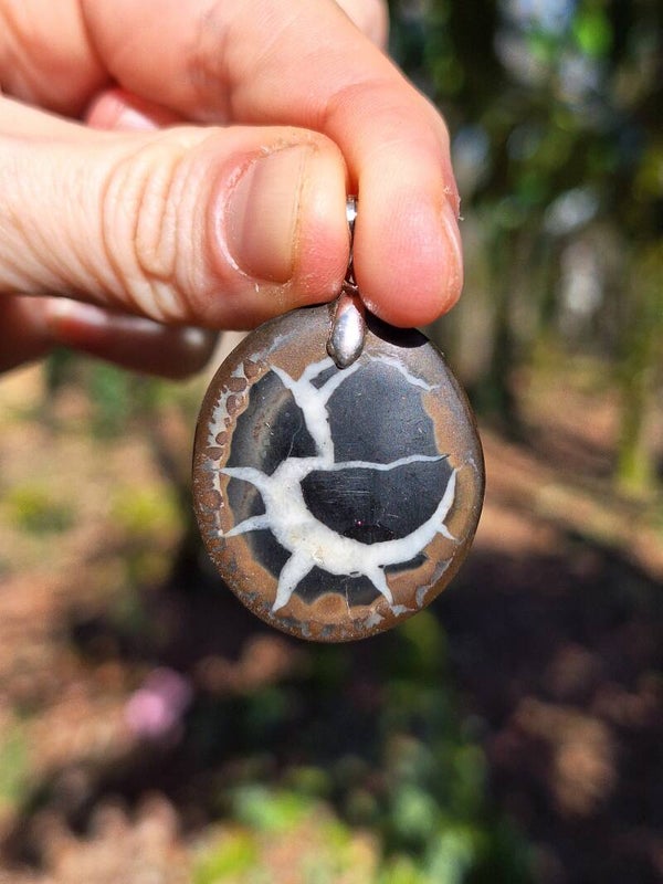 Septaria Sauvage