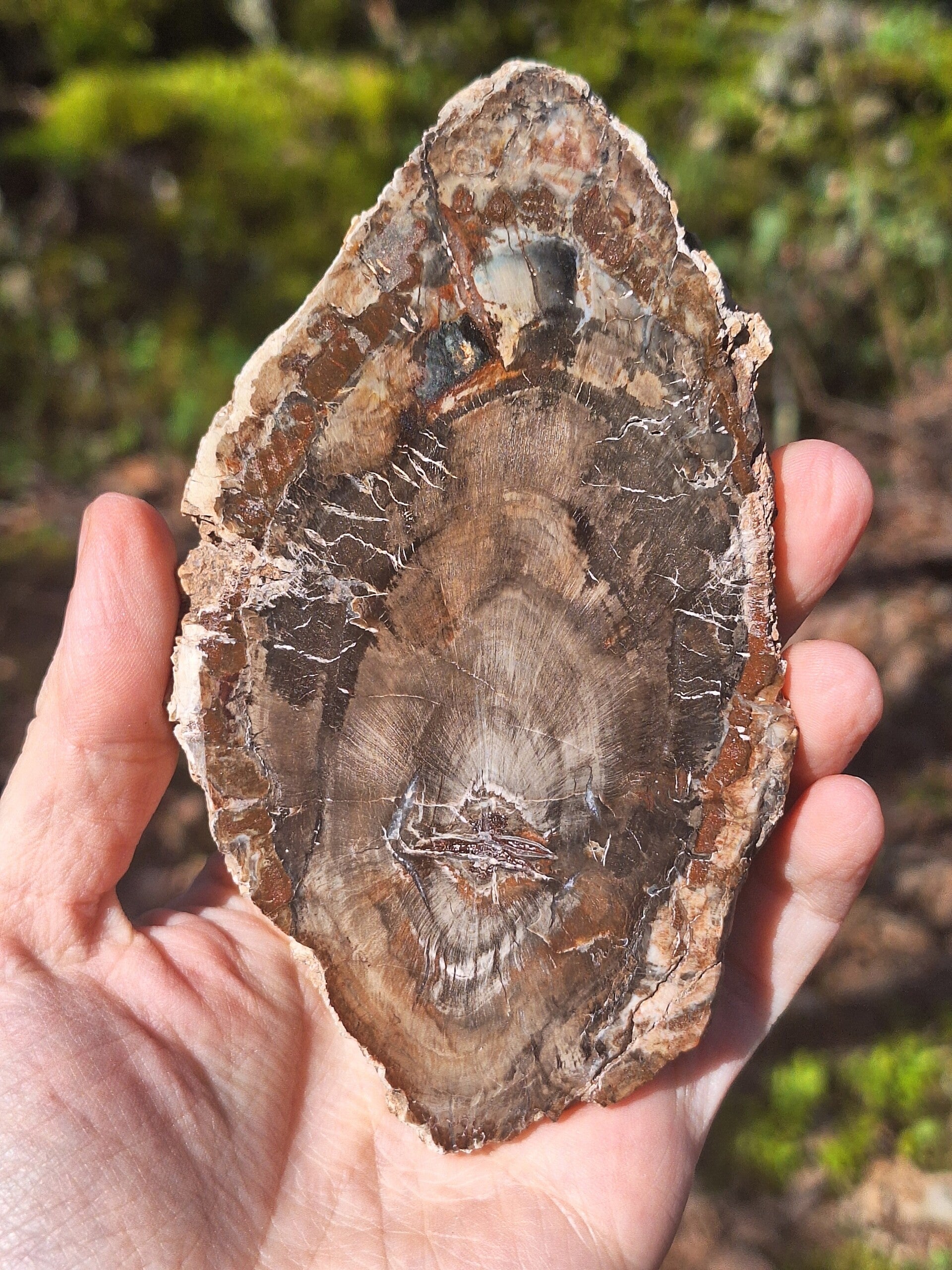 Bois Fossile