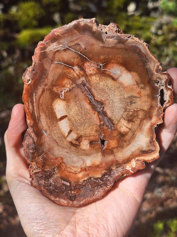 Bois Fossile