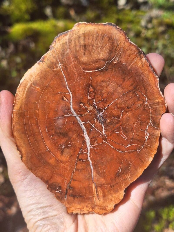 Bois Fossile