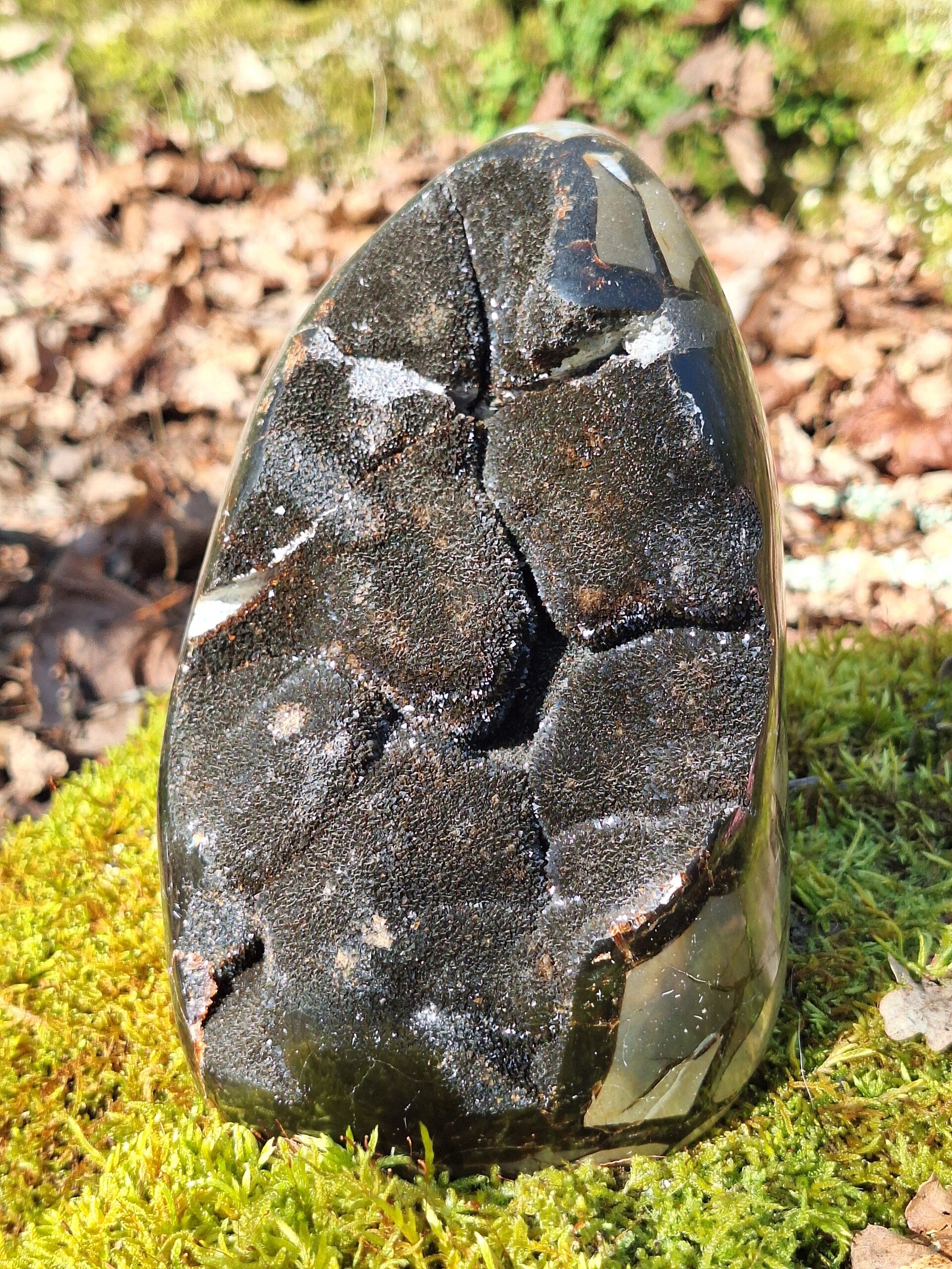 Septaria Sauvage