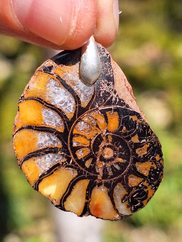 Ammonite
