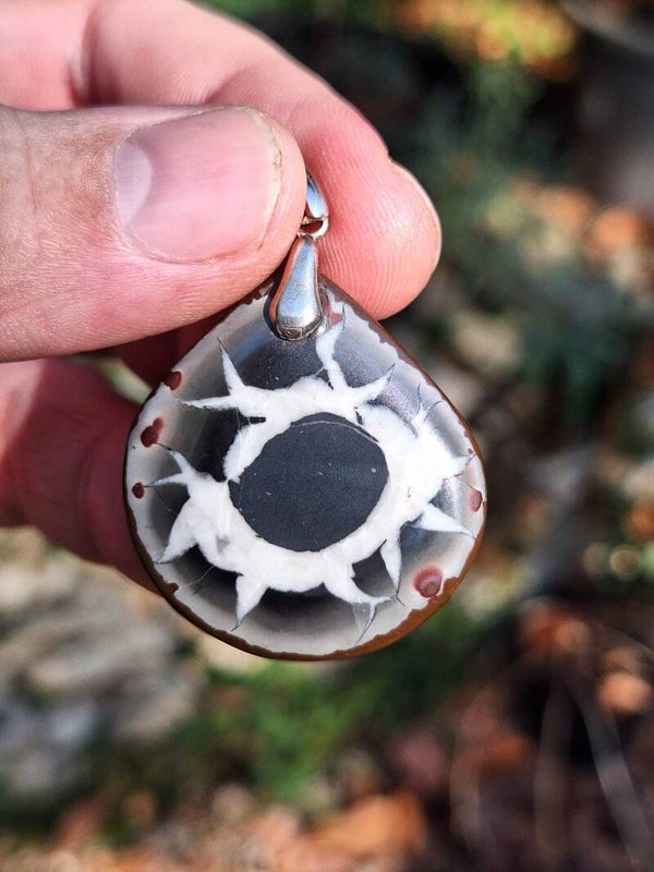 Septaria Sauvage